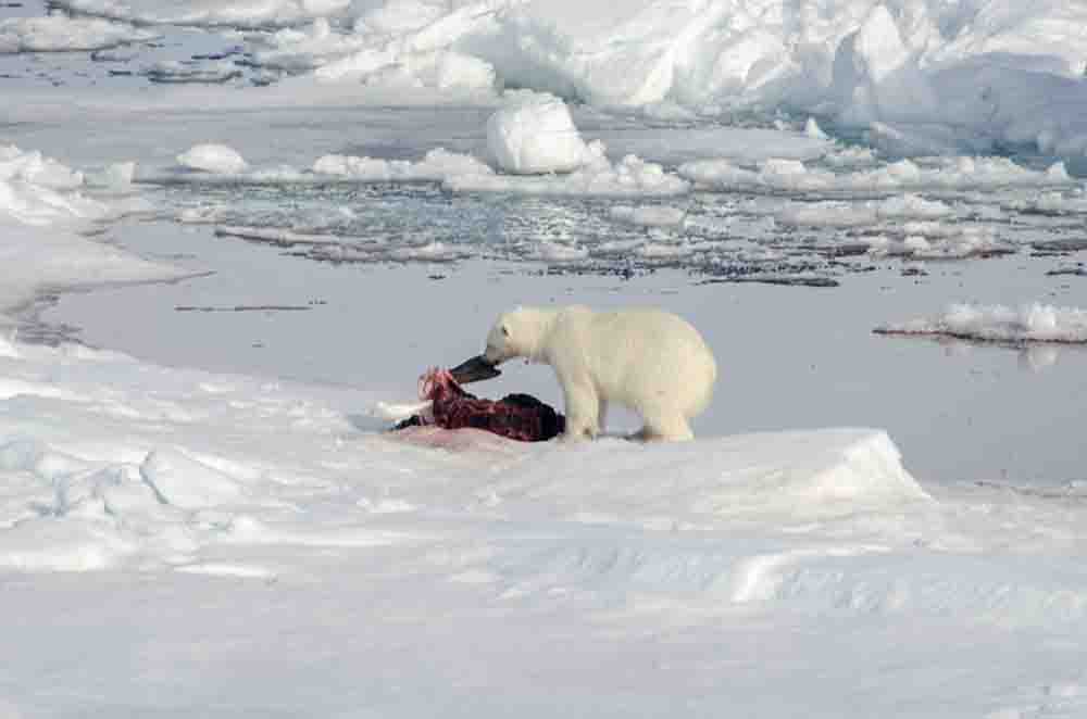 63 - Oso Polar - islas Svalbard - Noruega